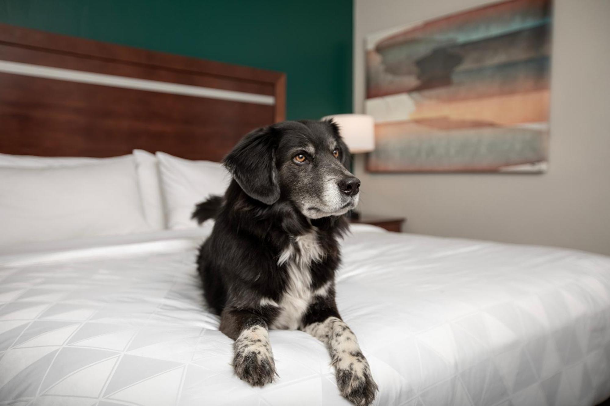 Holiday Inn & Suites Durango Downtown By Ihg Dış mekan fotoğraf
